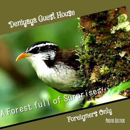 Deniyaya Guest House Ngoại thất bức ảnh
