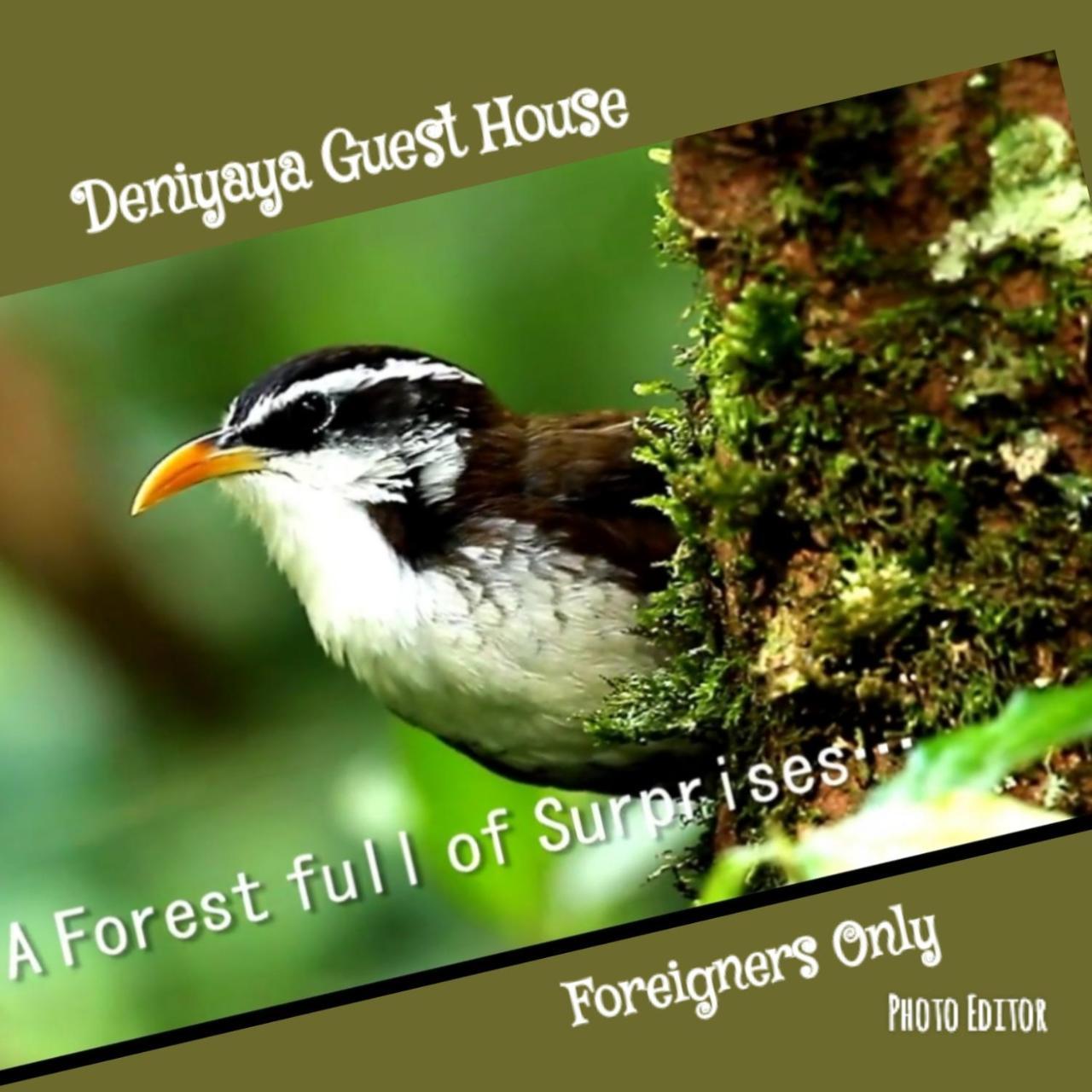 Deniyaya Guest House Ngoại thất bức ảnh